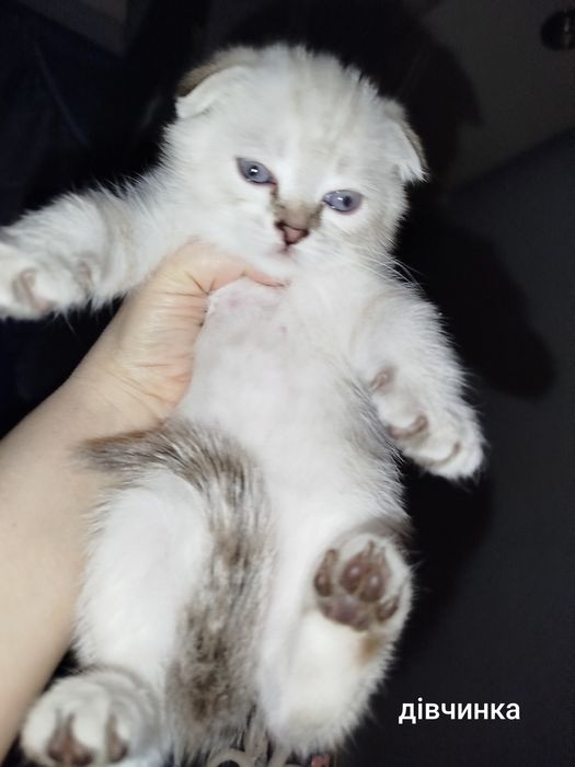 Котята. Срібна шиншила