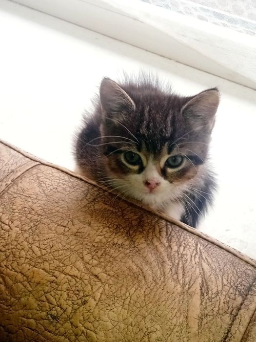Кошенята у добрі руки