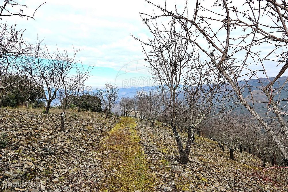 Quinta  para venda — Vale de Figueira, Viseu