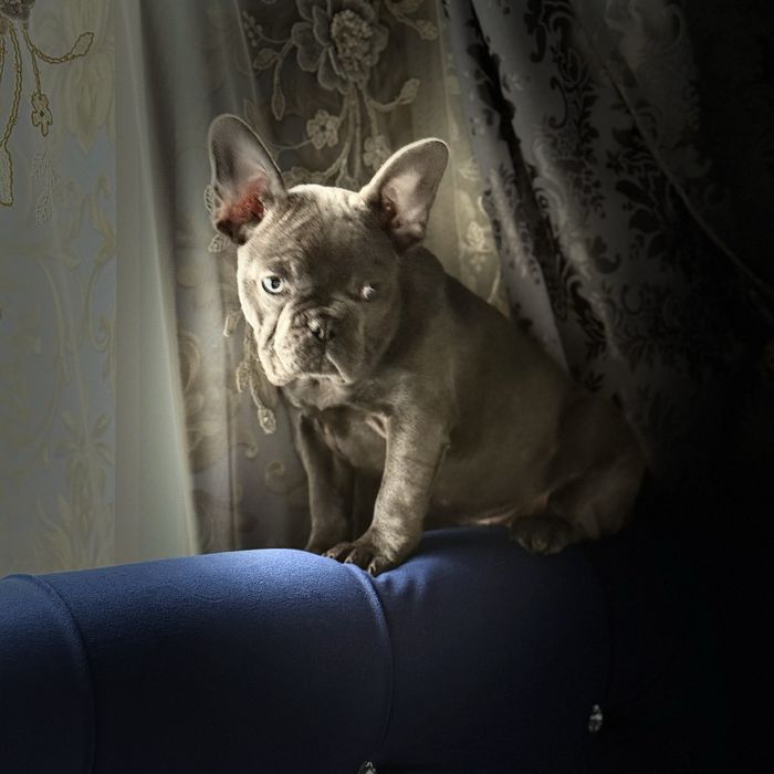 Французкая девочка ищет себе семью:)