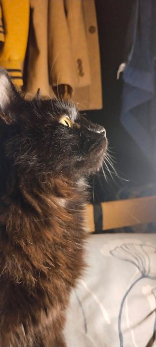 Котики шукають дім