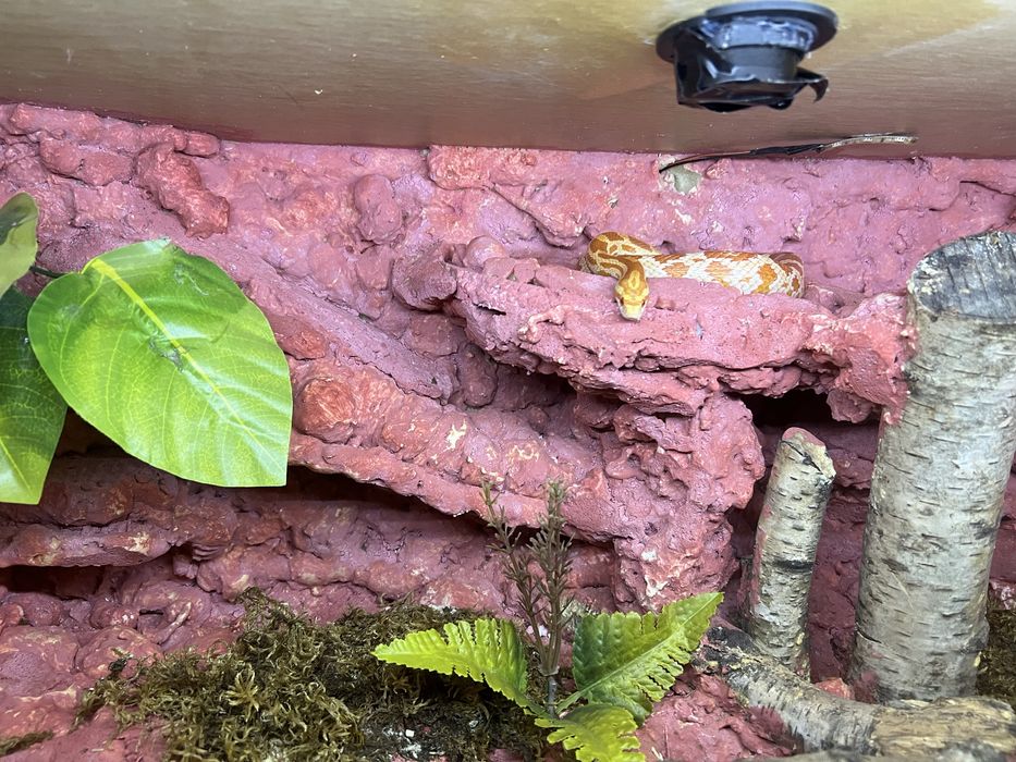 Wąż zborzowy +terarium