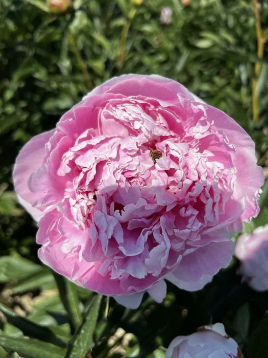 Sprzedam płatki piwonii