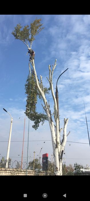 Спил дерев. Обрізка. Електрик . Інші послуги