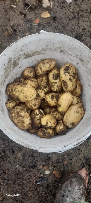 Ziemniaki z dostawą