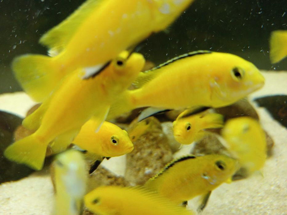 Machos de Ciclídeos Africanos Malawi - Labidochromis Caeruleus