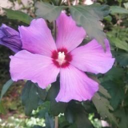 Гібіскус деревовидний