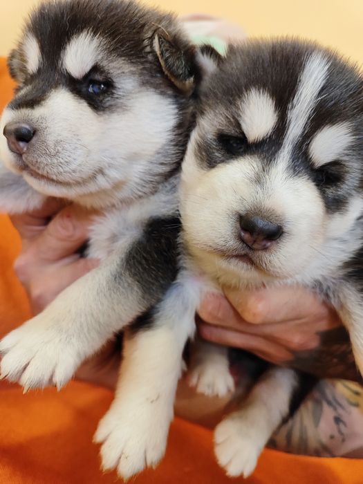 Сибірський хаскі -