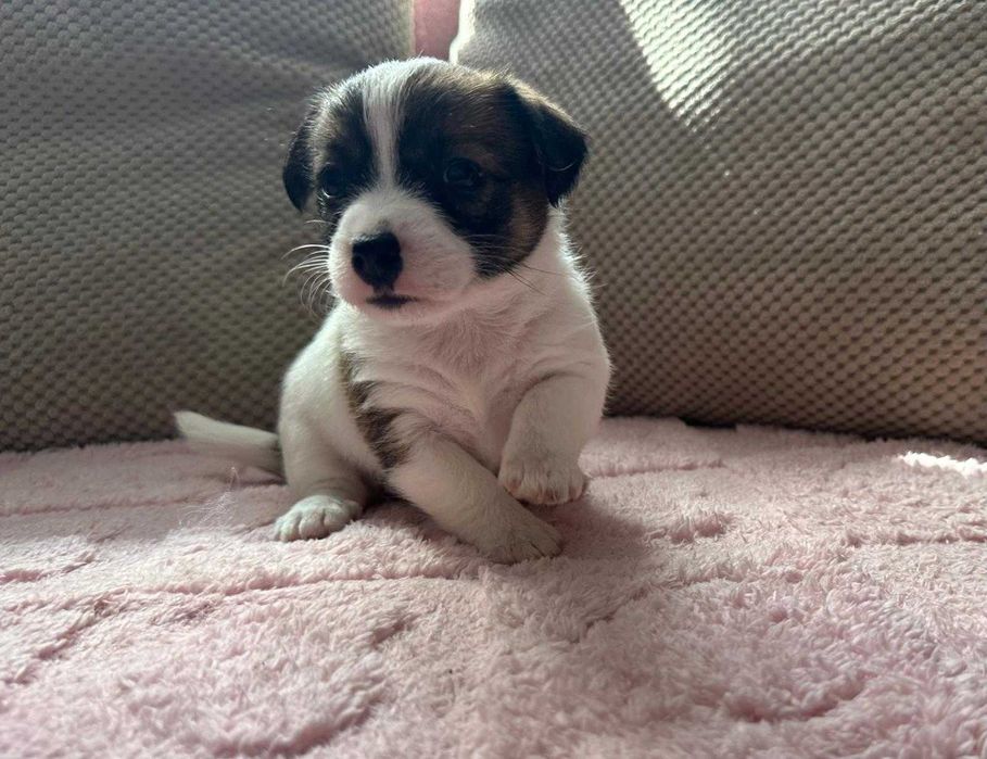 Śliczna sunia  rasy Jack Russell Terrier.