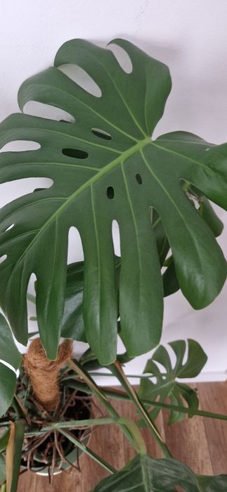 Kwiatek monstera