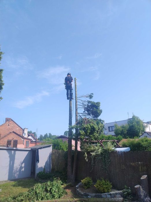 Wycinka Drzew Przycinanie Pielęgnacja