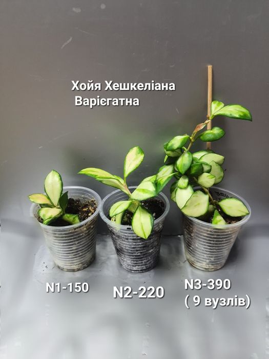 ХойяХешкеліана вар/Пінк/ Альбомаргіната