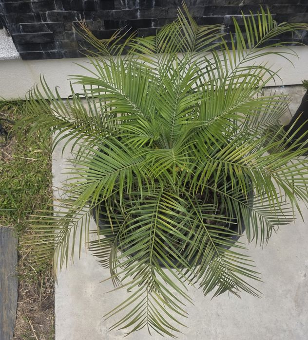 Palmeira Fénix-Anã (Phoenix roebelenii) + Vaso Moderno Preto 250 L | Grande Porte | Terraço/Jardim