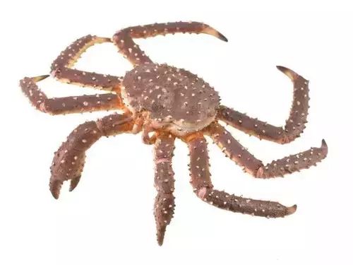 Krab królewski. Collecta