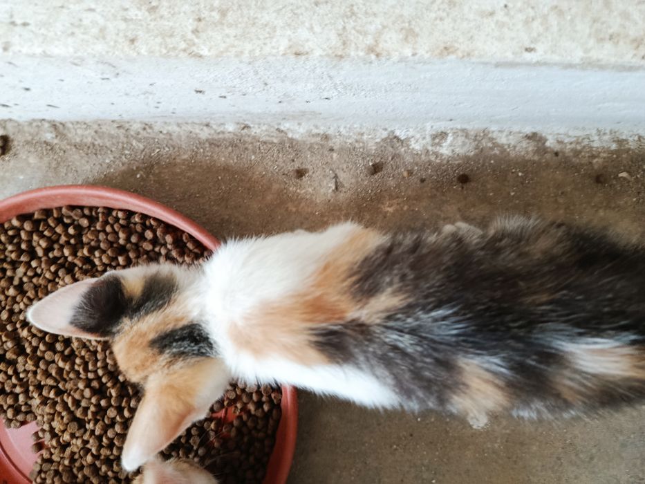 Gatinha  bebé para adoção