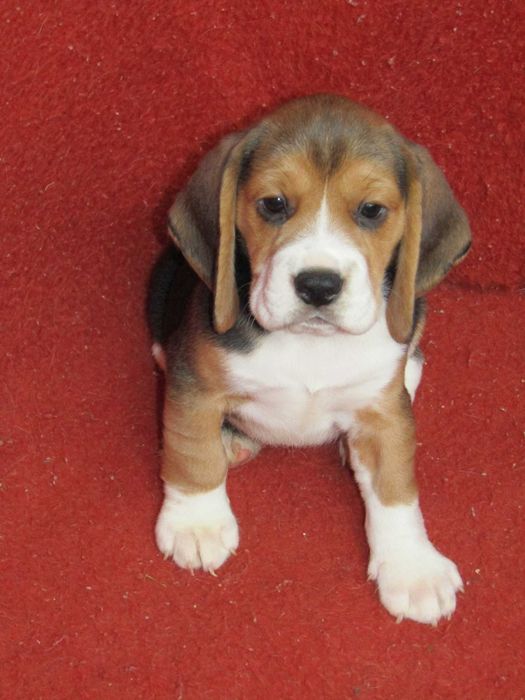 Beagle Tricolor de Qualidade, LOP/Pedigree, Porte Pequeno.