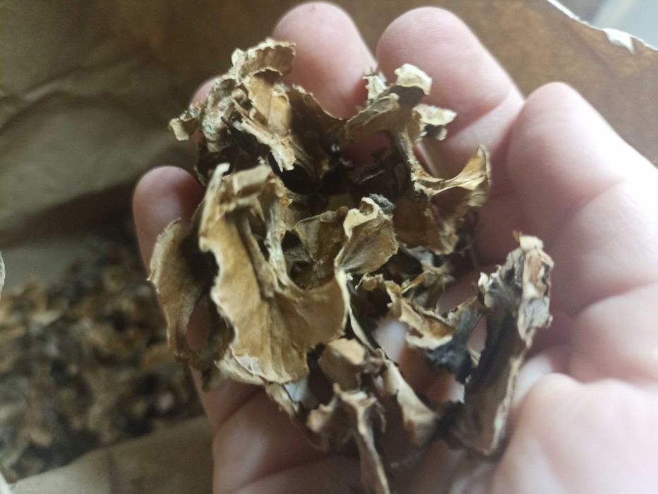 Перетинки з грецького горіха