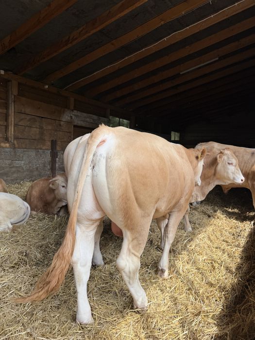 Buhaj blonde d'Aquitaine buhaje 100%