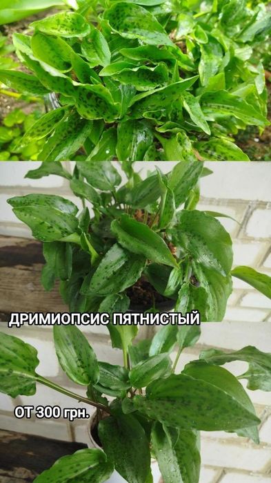 Денежное дерево, Монстера, Алоэ Вера, Эуфорбия, Традесканция, Кактусы