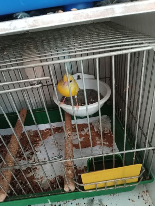 Kanarek samica miniatura