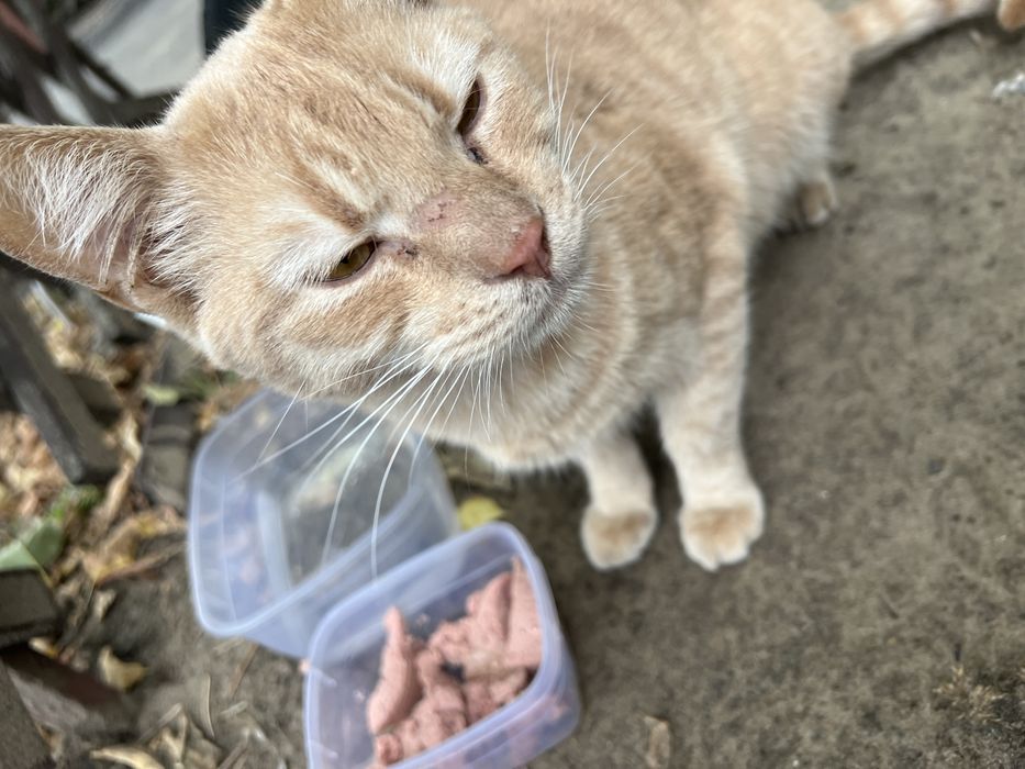 Котик ищет дом и родителей