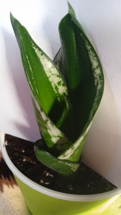 Хані Крем Медіопікта Пагода Фаворит Блек Драгон Лайм Деніс