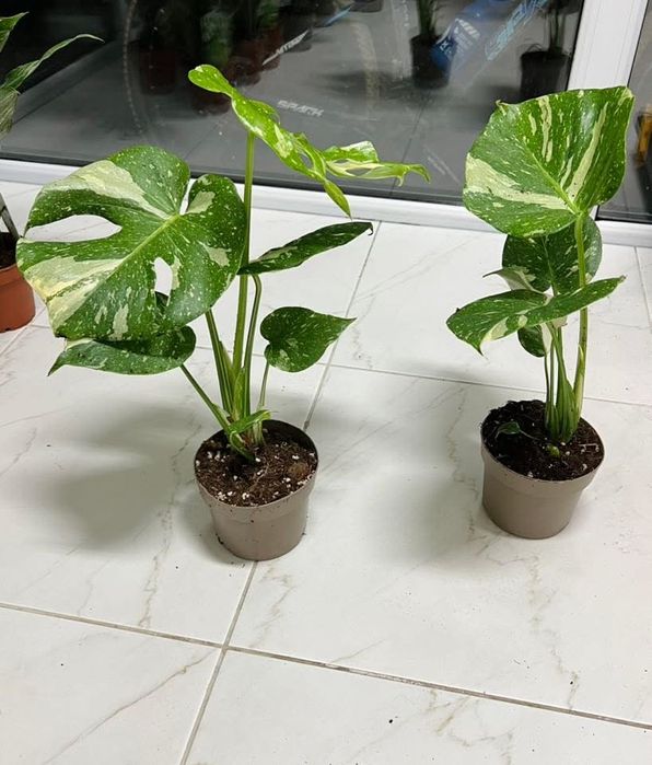 Монстера Тайське Сузірʼя