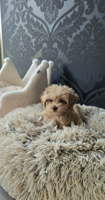 Maltipoo Szczeniaczek Suczka