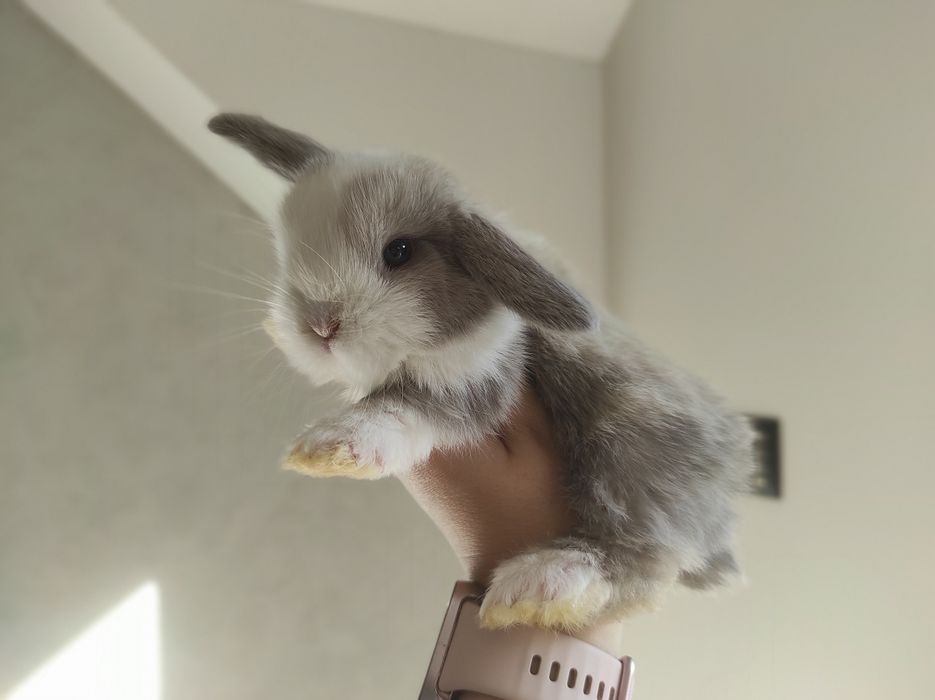 Mini Lop Króliczki Czystej Rasy z WYPRAWKĄ Śliczne Malutkie Króliczki