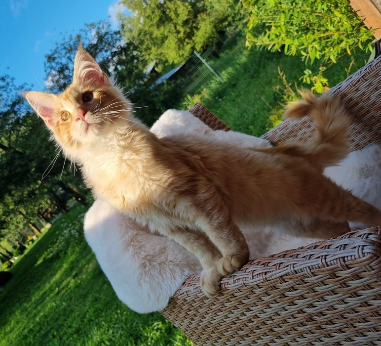 Maine Coon kocurek z rodowodem