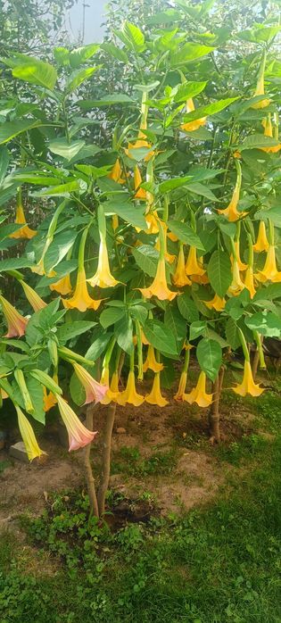 Datury, hortensje, hibiskusy i inne kwiaty ogrodowe