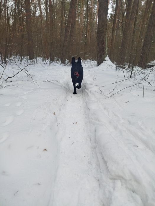 Німецька вівчарка