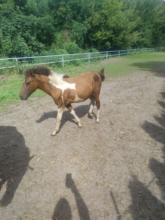 Klacz huculska  (źrebica)