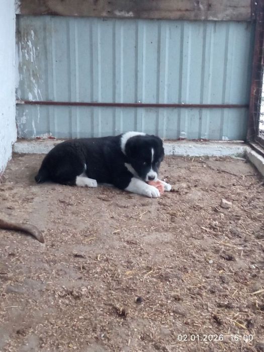 Продам алобайчиков