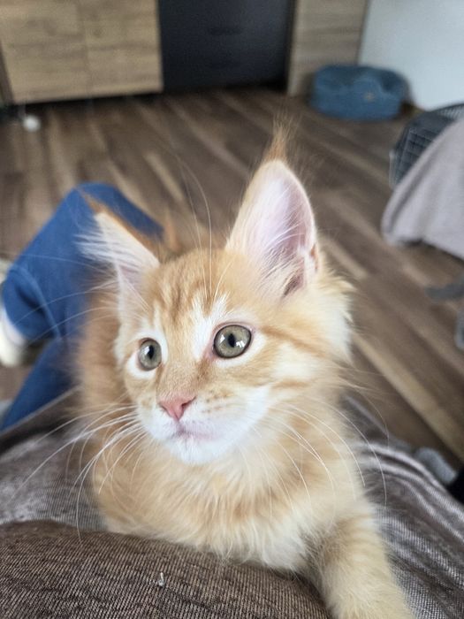 Rudy kocurek Maine Coon