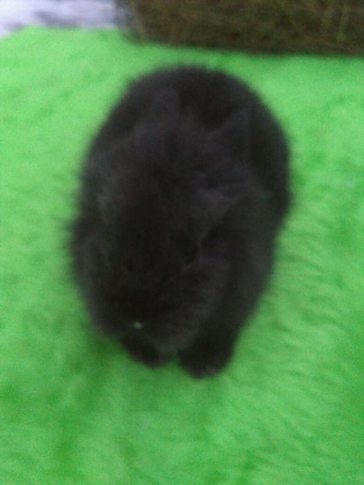 Декоративні Кролики