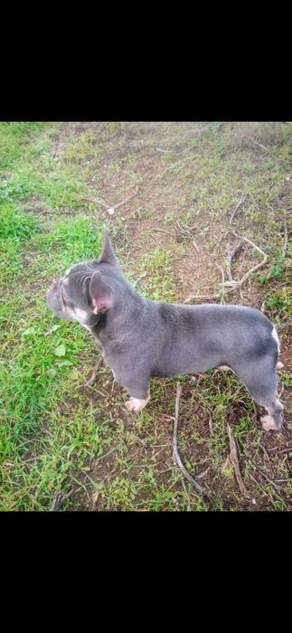 Buldogue Francês macho
serviços de montas