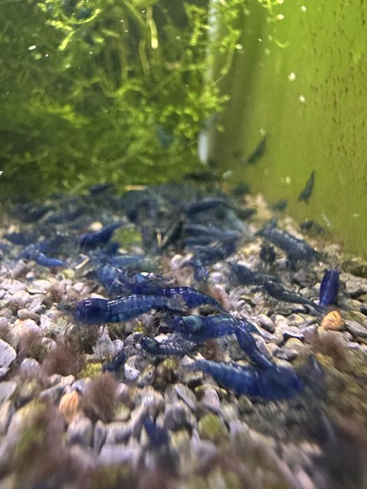 Neocaridinas Blue Dream
