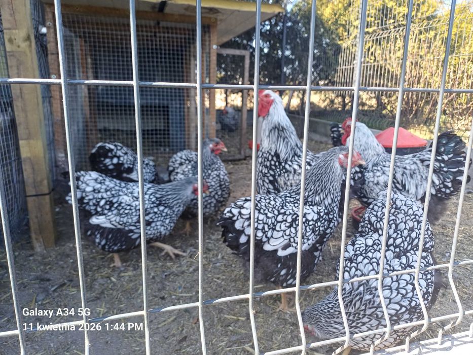 Jaja lęgowe kur Wyandotte