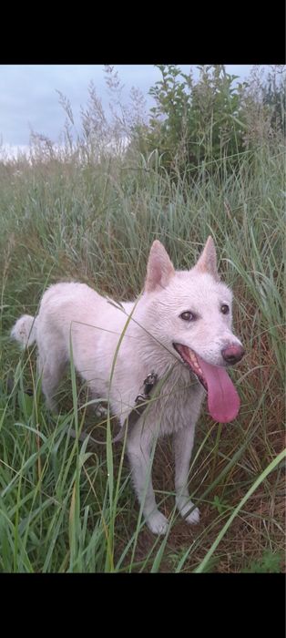 Пес Лайка В'язка