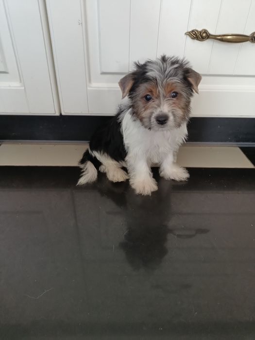 Psy rasowe york terrier