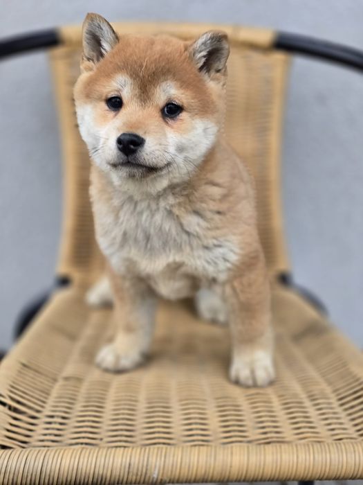 SHIBA INU szczenię suczka szczeniaki do odbioru