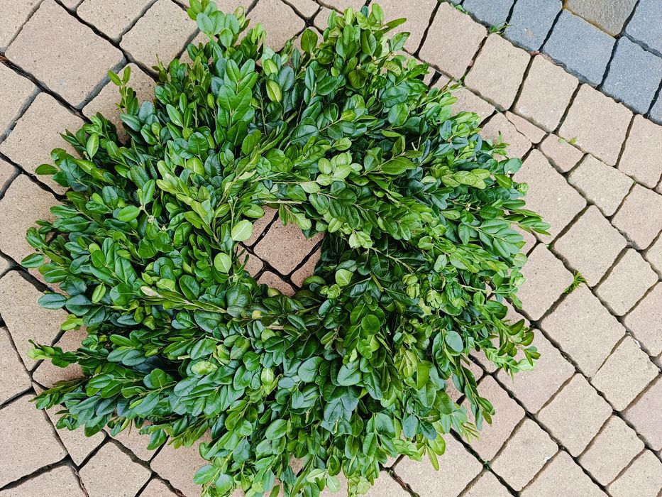 Wianek Wielkanocny żywy z bukszpanu 40cm