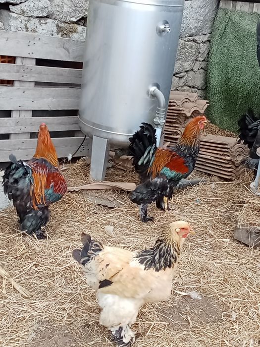 Galos brahmas  caseiros