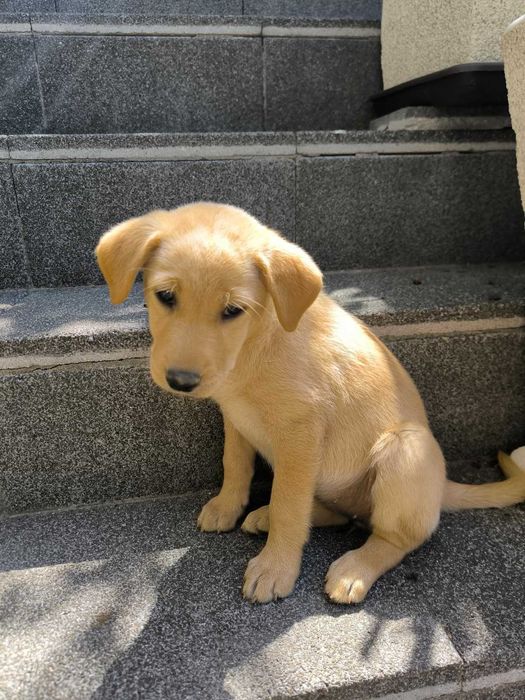 2 cadelinhas raçada Labrador - para adoção responsável