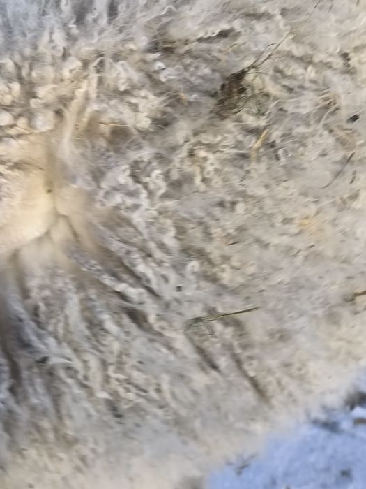 Alpaka huacaya samiec