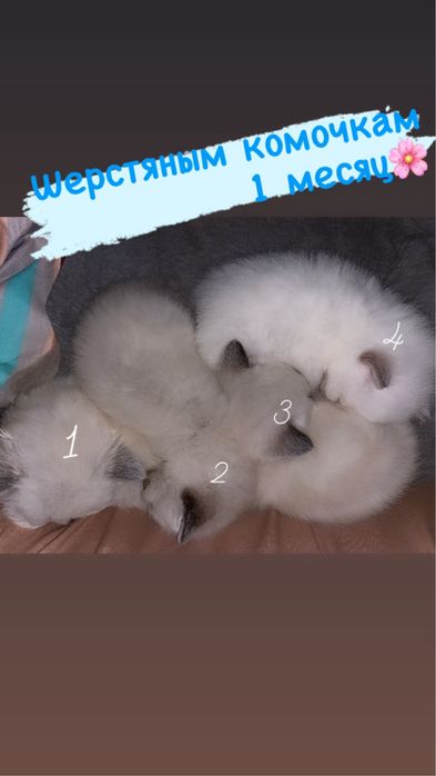 Породистые Котята британские