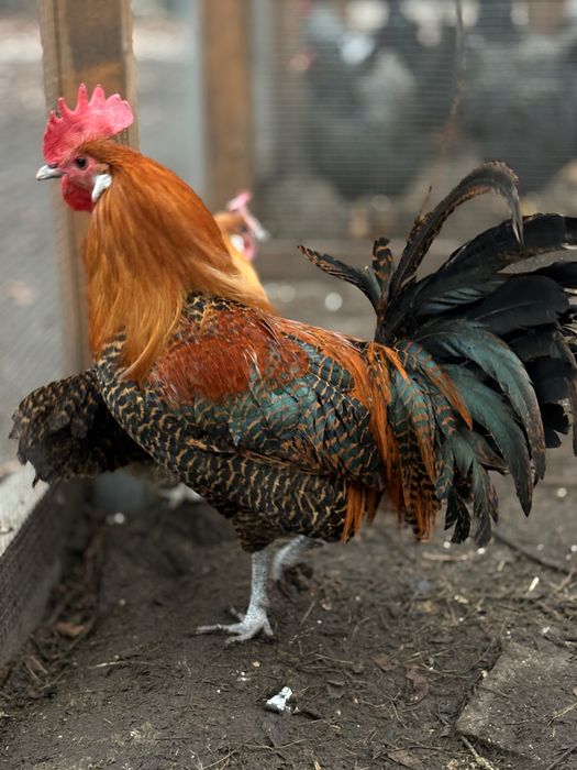 Brakla Złota - jaja lęgowe