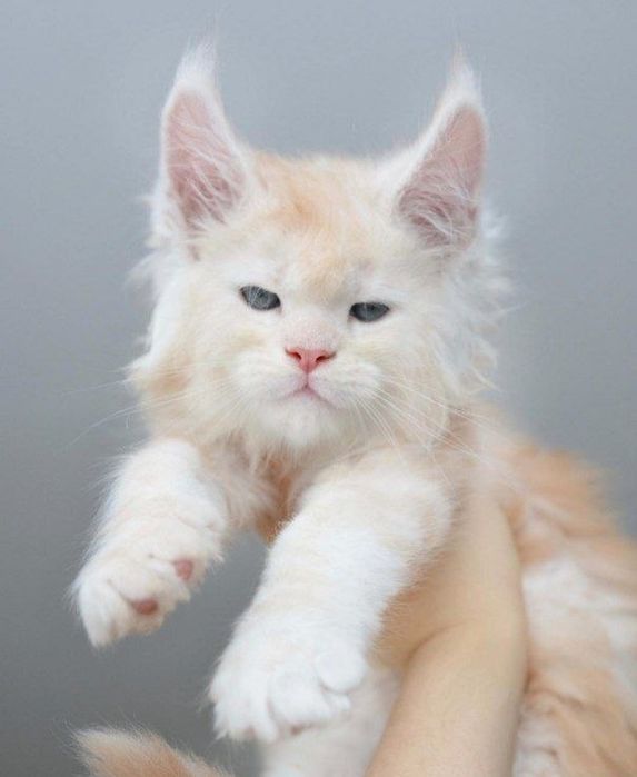 Мейнкун кошенята