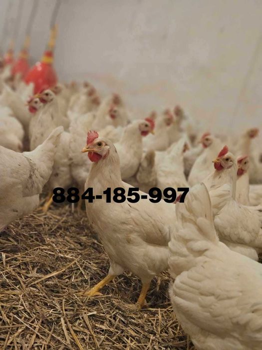 Kury nioski odchowane Leghorn Sendi Tintet dowóz Gratis